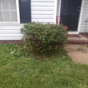 Bush Trimming by Negus B Lawn Care reviewed on August 18, 2025