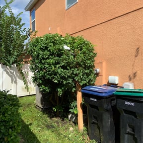 Bush Trimming by Clark and son lawn care reviewed on August 18, 2025