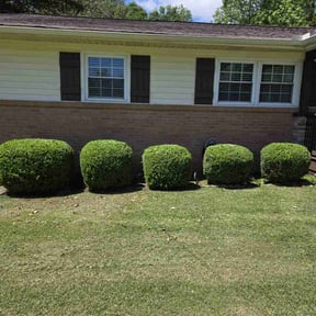 Bush Trimming by Mendez Gardening reviewed on December 4, 2025