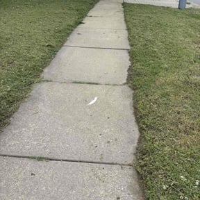 Bush Trimming by The Garden Angels Landscaping & Cleaning LLC reviewed on August 16, 2025