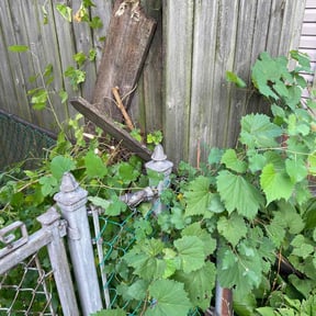 Bush Trimming by Big Horn&#039;s Landscaping LLC reviewed on November 8, 2025