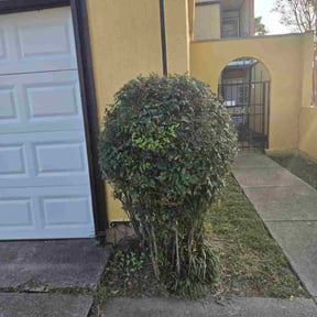 Bush Trimming by Ed&#039;s landscaping reviewed on November 22, 2025