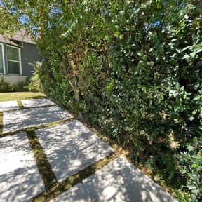 Bush Trimming by Lonestar landscape design DFW reviewed on November 8, 2025