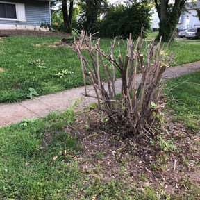 Bush Trimming by Enviroscape Services reviewed on August 21, 2025