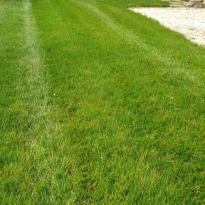 landscape maintenance by Frederickson Lawn Management reviewed on October 23, 2025