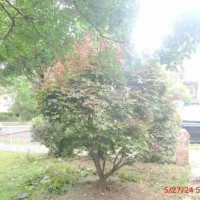 Bush Trimming by Cory Piette reviewed on December 1, 2025