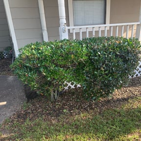 Bush Trimming by PreservScape LLC reviewed on August 19, 2025