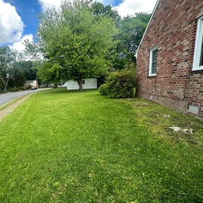 yard service by Triway tree service and lawn reviewed on August 15, 2025