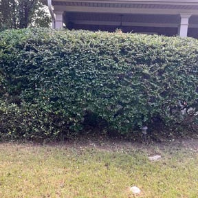 Bush Trimming by Taylor’d Lawn Experience reviewed on August 14, 2026