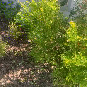 Bush Trimming by Dan's Lawn & Landscaping reviewed on August 18, 2025