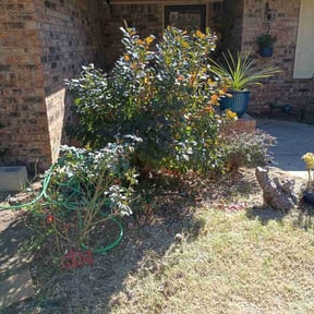 Bush Trimming by SON SHINE LAWNS LLC reviewed on August 16, 2025