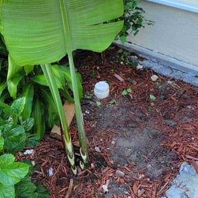 Bush Trimming by electric landscaping llc reviewed on August 21, 2025
