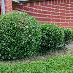 Bush Trimming by Duane & Sons lawn care reviewed on August 15, 2025