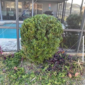 Bush Trimming by Nyasia's landscape reviewed on March 21, 2026