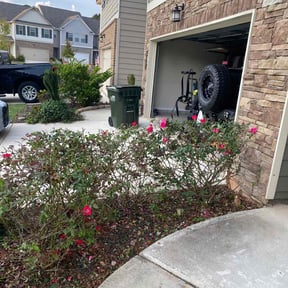 Bush Trimming by Patricks lawn service reviewed on August 15, 2025