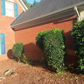 Bush Trimming by Dortch Demo and cleanup reviewed on August 20, 2025