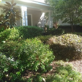 Bush Trimming by F&M LAWNCARE reviewed on August 17, 2025