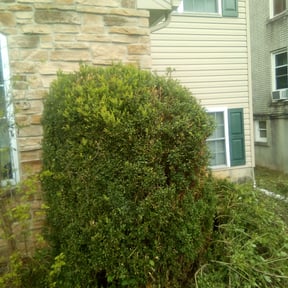 Bush Trimming by The More You Mow reviewed on August 20, 2025