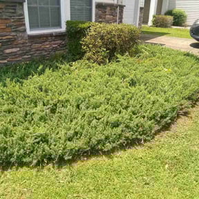 Bush Trimming by Flow to the mow reviewed on August 15, 2025