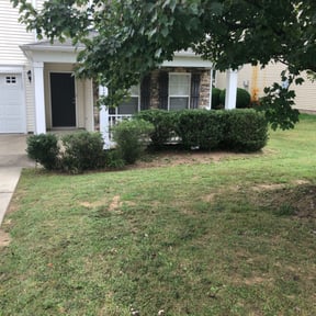 Bush Trimming by RD Lawn Services reviewed on August 21, 2025