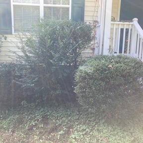 Bush Trimming by Dan's Lawn & Landscaping reviewed on August 20, 2025