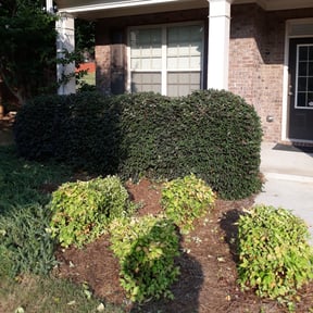 Bush Trimming by Ultimate Landscape Contractor reviewed on August 21, 2025