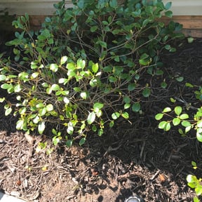 Bush Trimming by Snell mowing reviewed on August 16, 2025