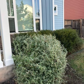 Bush Trimming by J&S Lawn and Landscape reviewed on August 15, 2025