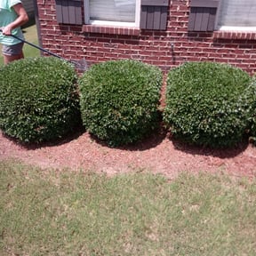 Bush Trimming by DTE Maintenance Llc reviewed on August 18, 2025