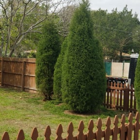 Bush Trimming by Rena Genets Lawn Care reviewed on August 21, 2025