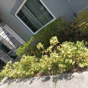 Bush Trimming by FALCON LANDSCAPE AND HOME SOLUTIONS reviewed on August 16, 2025