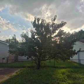 Bush Trimming by ABDIELLANDSCAPING reviewed on August 18, 2026