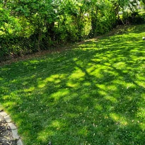 landscape maintenance by AAG services reviewed on August 16, 2025
