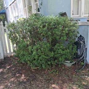 Bush Trimming by GoFresh Lawn Care reviewed on August 15, 2026