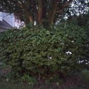 Bush Trimming by Johnson lawn services reviewed on November 6, 2025