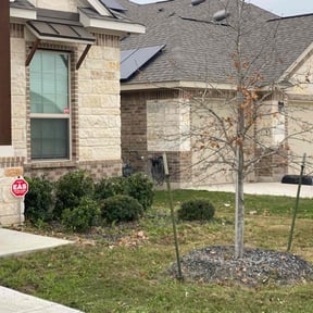 Bush Trimming by Sunnyside☀️☀️ Landscaping reviewed on August 17, 2025