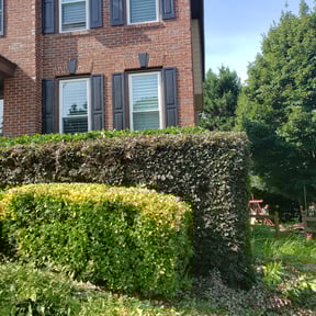 Bush Trimming by Byers Lawn reviewed on November 24, 2025