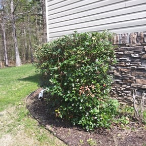 Bush Trimming by Your Next Cut Lawn Services reviewed on August 16, 2025