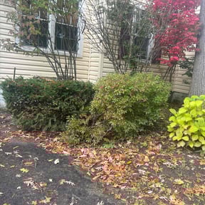 Bush Trimming by AMI Landscaping reviewed on August 21, 2025