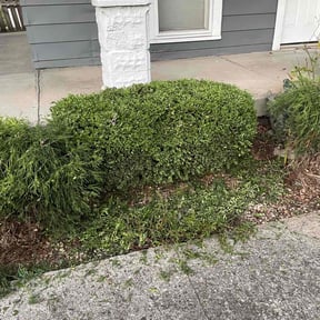 Bush Trimming by Johnson&Johnson GCLS LLC reviewed on August 17, 2025