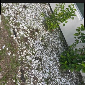 Flower Bed Weeding by TG CLEANING COMPANY LLC reviewed on August 17, 2025