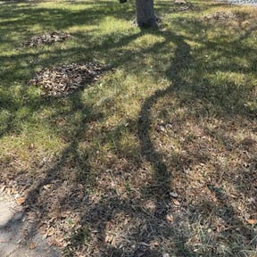 Leaf Removal by Nw Premier Lawn care  reviewed on September 23, 2025