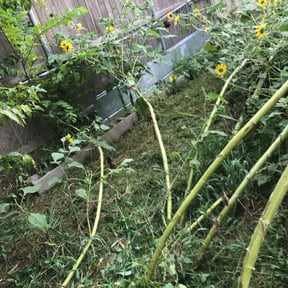 Flower Bed Weeding by Ibarra Landscaping reviewed on August 18, 2025