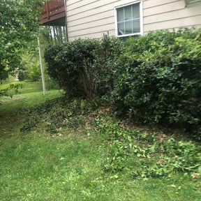 Bush Trimming by Shaggy cuts,INC reviewed on August 15, 2025