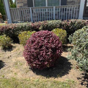 Bush Trimming by YB Cool Cutz reviewed on April 14, 2026