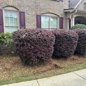 Bush Trimming by Mauler Mowing LLC reviewed on August 19, 2025