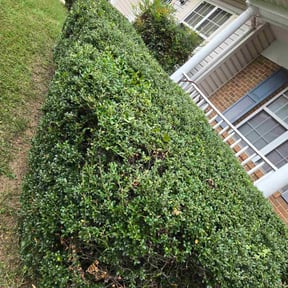 Bush Trimming by JG Lawn Care reviewed on October 20, 2025