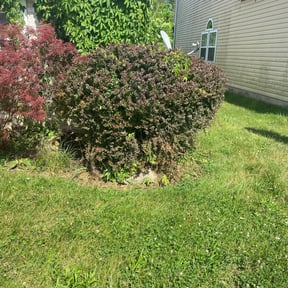 Bush Trimming by Kane & Associates, LLC. reviewed on August 15, 2025