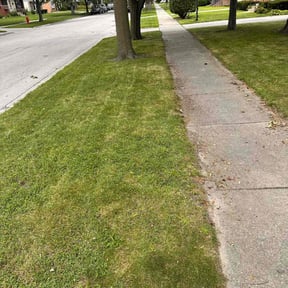 grass cutting by Yard Dr. LLC reviewed on December 7, 2023