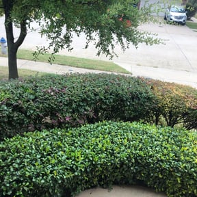 Bush Trimming by Bush Hog reviewed on June 2, 2025